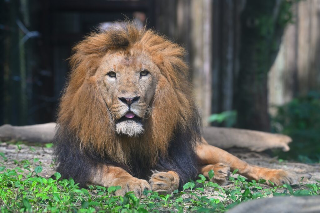 到津の森公園