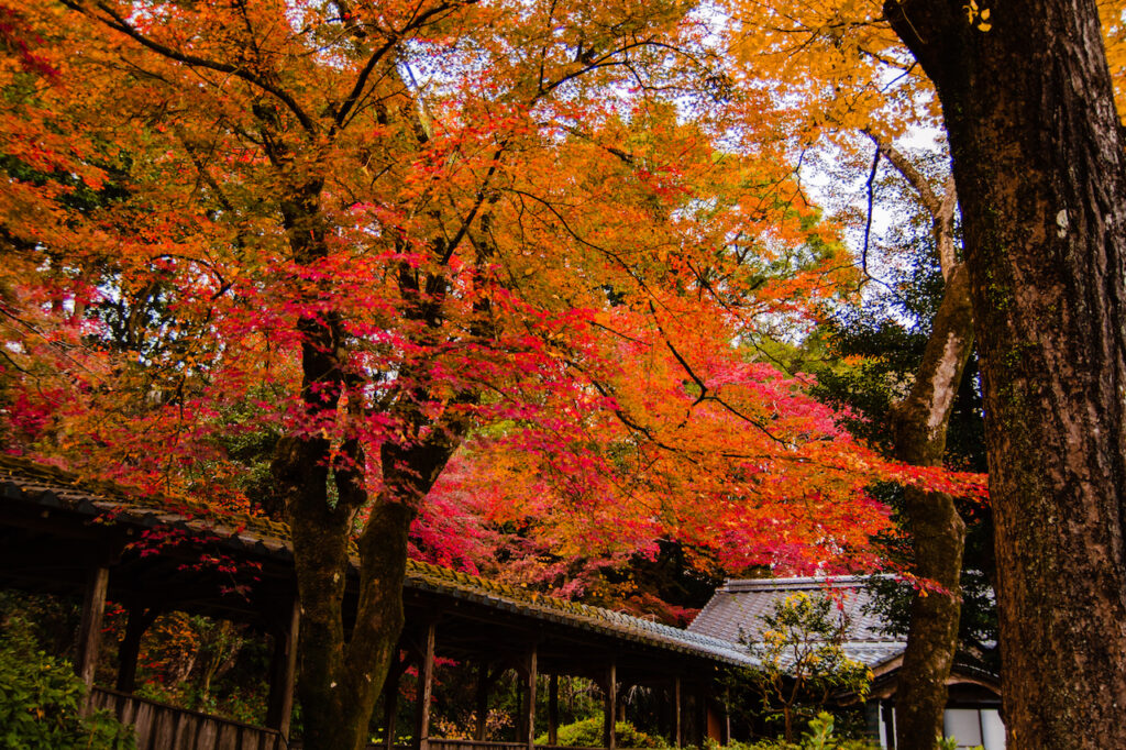 紅葉（永勝寺）